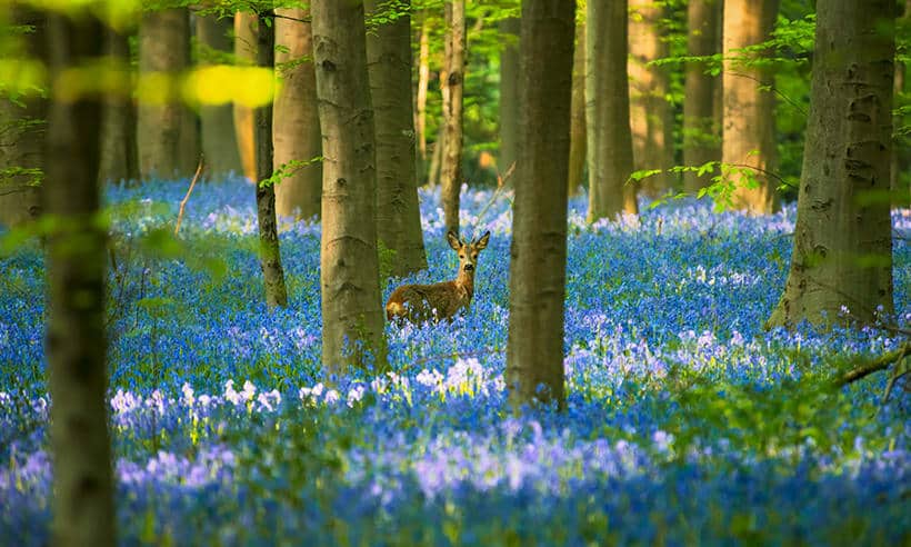 Un bosque azul de cuento de hadas para esta primavera: naturaleza en bloom
