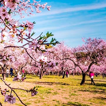 El viaje floral hacia el corazón del alma: dónde encontrar los almendros en flor este año